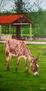 burro