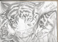 Tigres