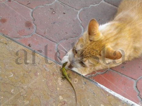 Lolo the cat