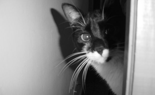 gato asomando Portrait Black and White (Digital)