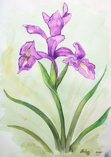 Orquidea