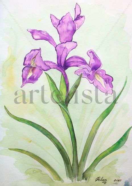 Orquidea