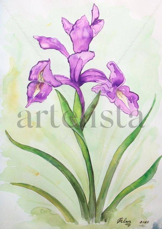 ORQUIDEA