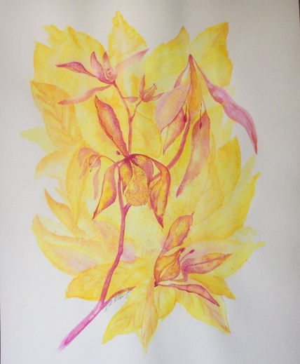 Orquidea