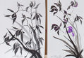 ORQUIDEA