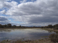 Laguna con flores