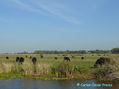 ARROYO, CIELO Y VACAS