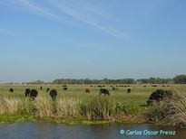 Arroyo, cielo y vacas