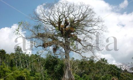Chiapas