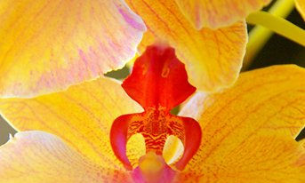 Macrofotografía
