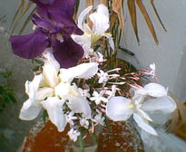 Orquideas al natural