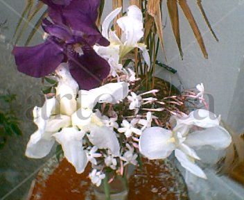 Orquideas al natural