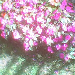 Fotos Animales y Mas thumbnail 2