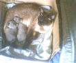 Mama Siamesa amamantando
