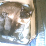 Fotos Animales y Mas thumbnail 1