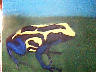 Rana  amarilla de rayas negras