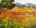 Amapolas pequeño