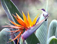 colibri corona violeta