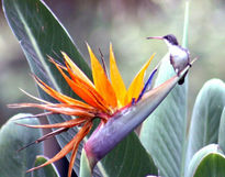 Colibri corona violeta