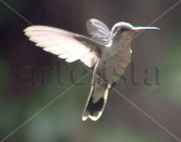 lapornis clemenciae hembra Naturaleza Color (Digital)