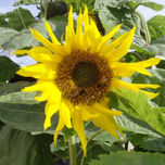 Flora de San Pedro, Buenos Aires thumbnail 1