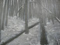 arboles