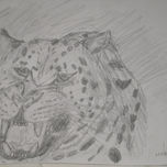 grandes felinos thumbnail 1