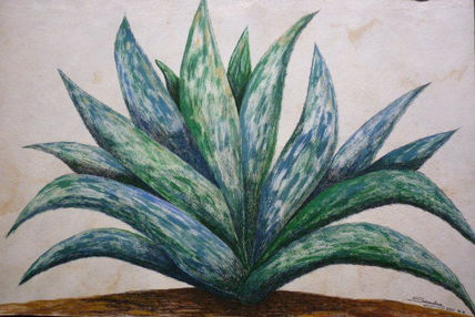 Maguey mexicano