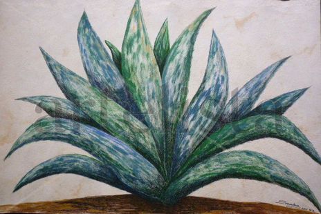 Maguey mexicano