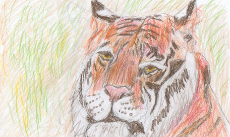 grandes felinos