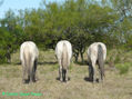 TRIO DE TRES