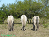 Trio de tres