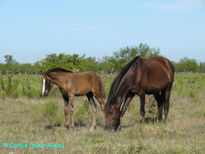 Zaina y potrillo