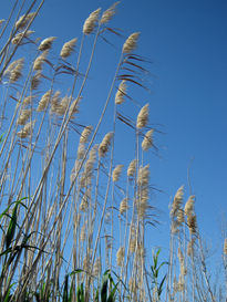 Como el viento