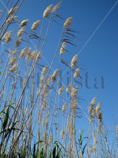 COMO EL VIENTO Nature Color (Digital)