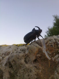 Rino escarabajo de...