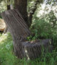 AFF RA SITTING SUNSET THRONE !!! 641/2011