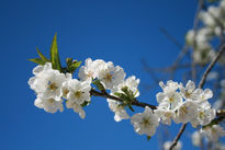 Flores de primavera