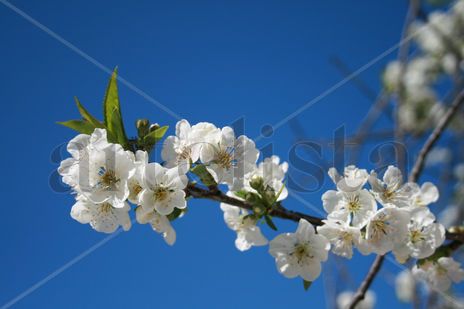 Flores de primavera