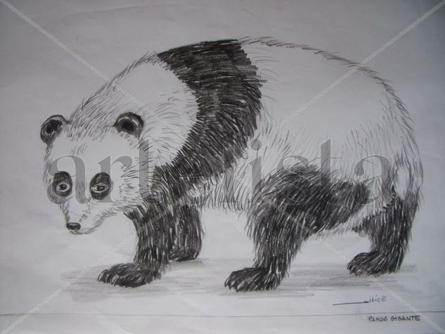 O grande urso Panda Carboncillo