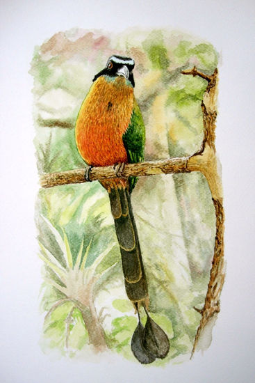 Pájaro Barranquero Watercolour Paper Animals