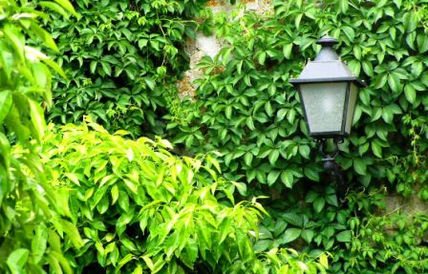 Muro verde