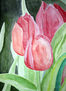Tulipanes