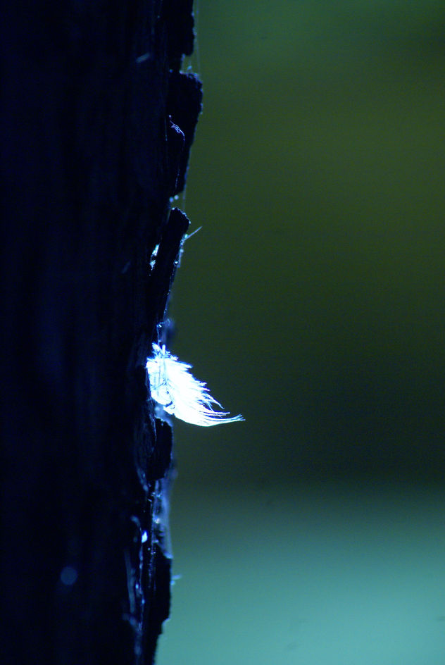 CAPTURA56