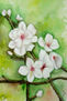Flores de almendro
