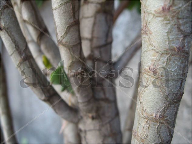 Textura Venosa