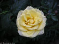 Gold Flower