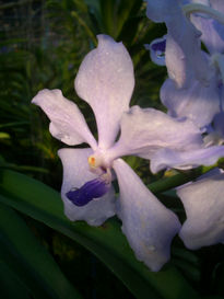 Orquidea 1