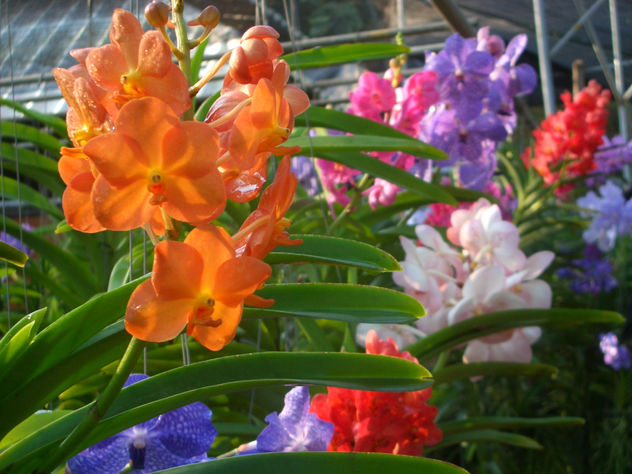 orquidea 2