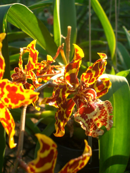 Orquidea 3